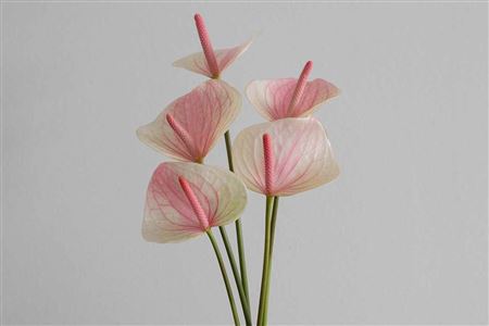anthurium dorayaki Anthurium (Dorayaki x Red Crystalinum) x Angel Dreams  Greenspaces.id