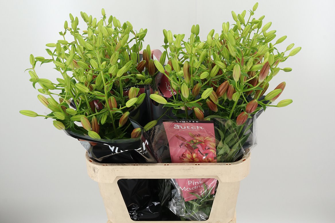 Lelie bloemen kopen | Bloemen Groothandel | Hoek flowers