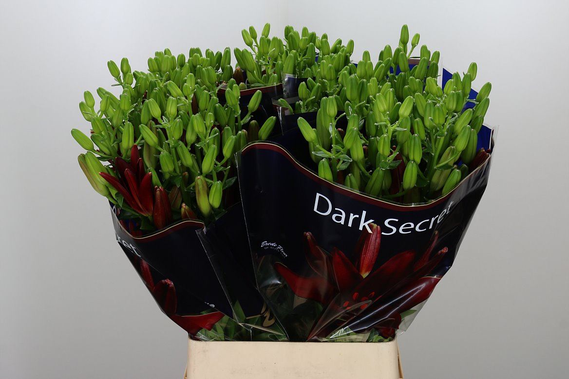 Lilies Wholesale Flowers UK Hoek flowers