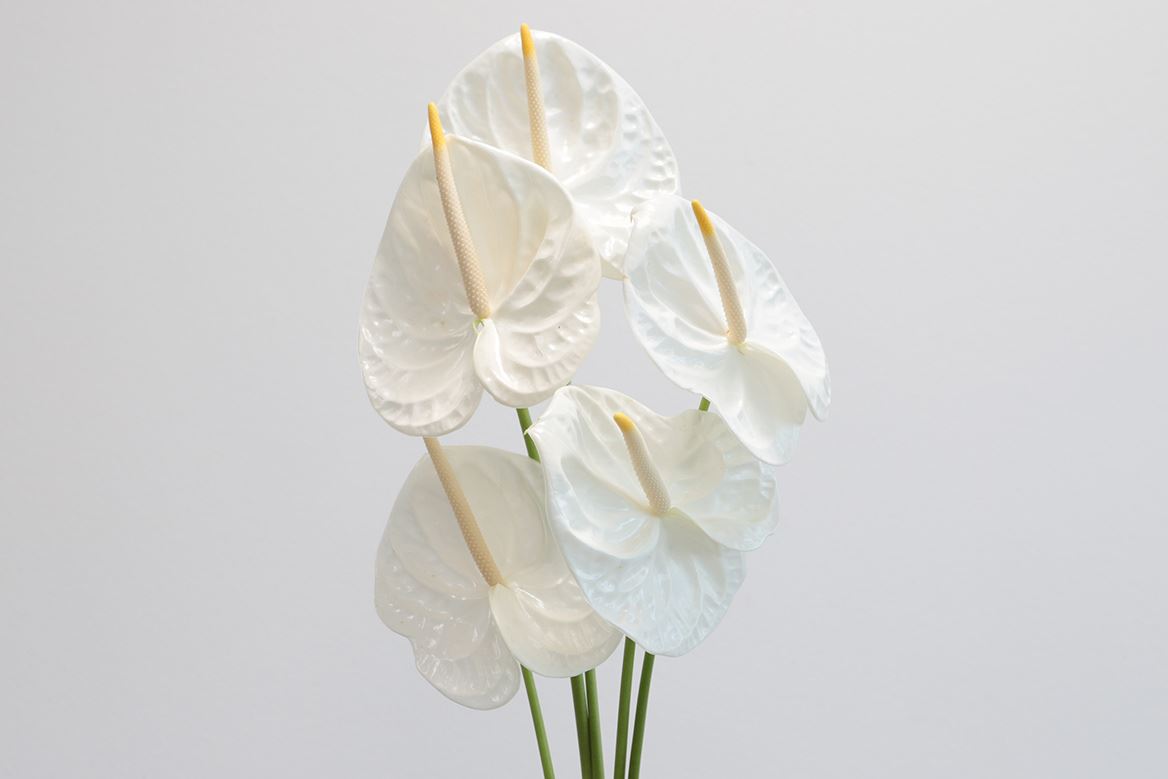 Anthurium Evanty flowers | Wholesale Flowers Online | Hoek flowers