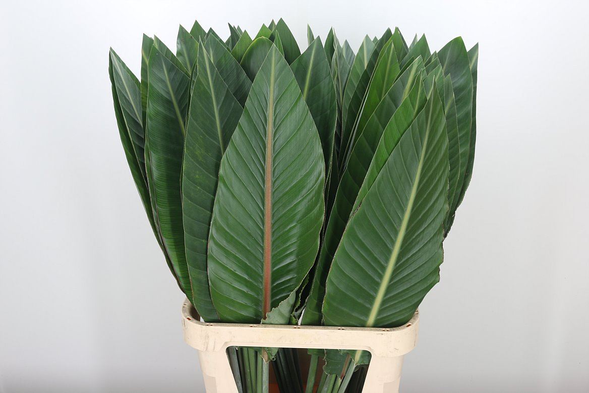 Strelitzia Flowers | Wholesale Flowers Online | Hoek flowers