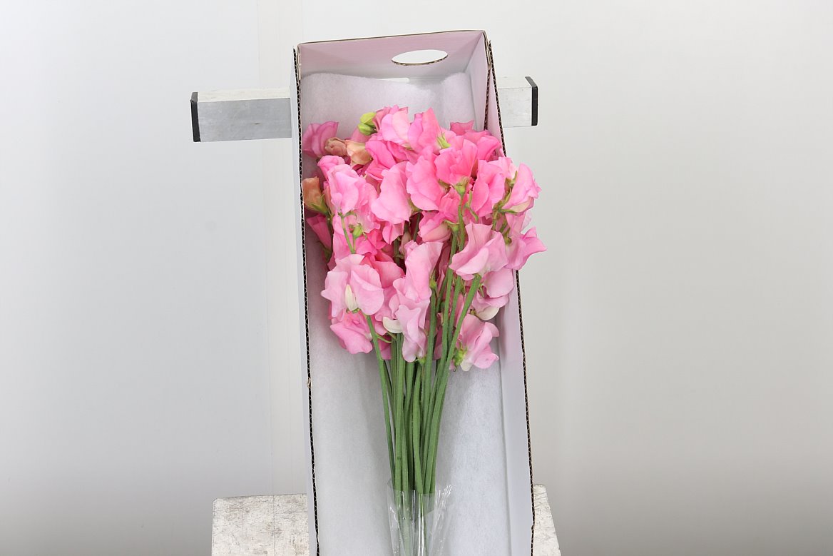 Various Flowers Wholesale Flowers UK Hoek flowers