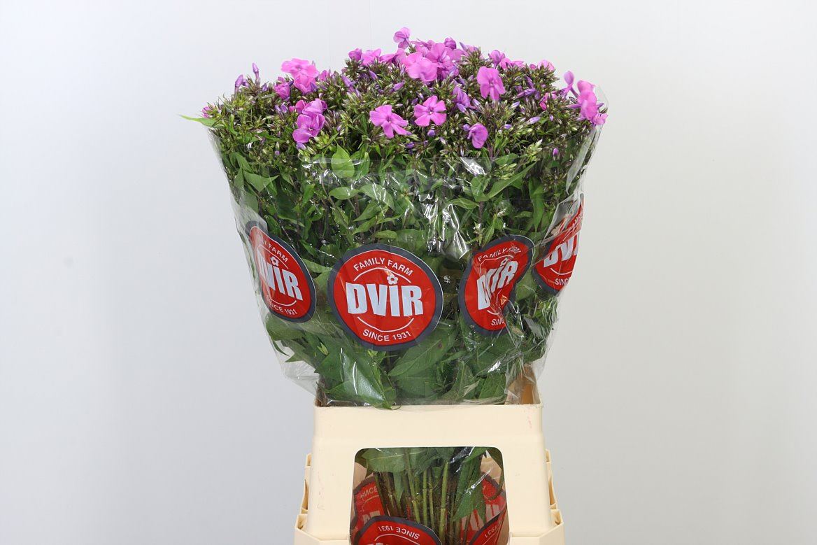 Various Flowers Wholesale Flowers UK Hoek flowers