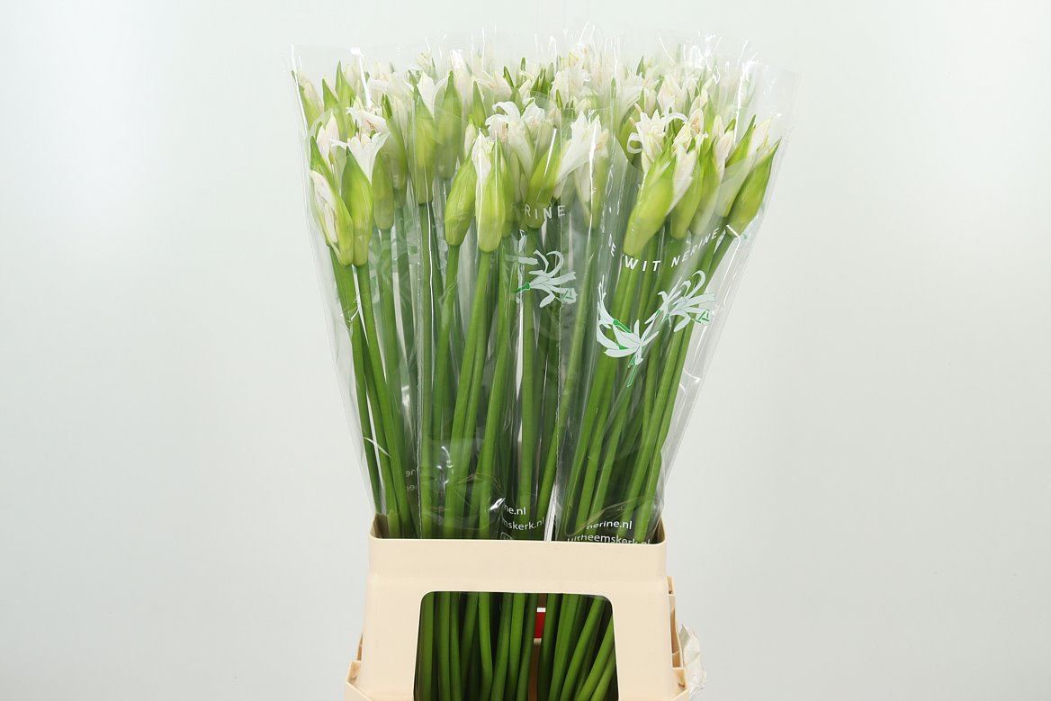 Various Flowers Wholesale Flowers UK Hoek flowers