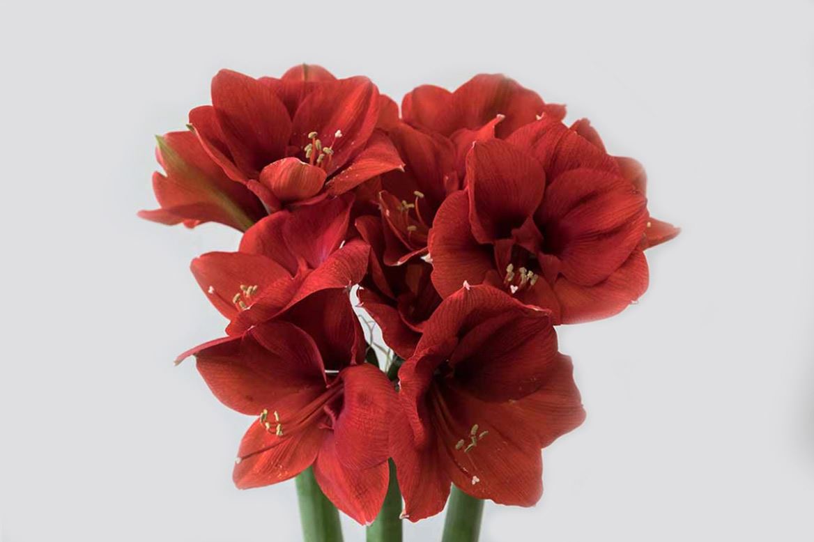 Amaryllis wholesale Wholesale Flowers UK Hoek flowers