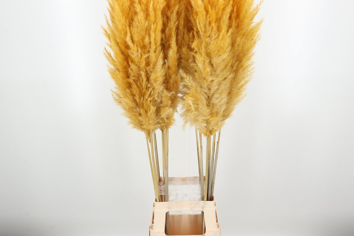 Dried Flowers Wholesale flowers Hoek flowers