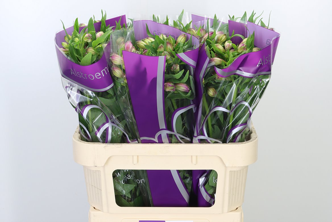 Alstroemeria Wholesale Flowers UK Hoek flowers