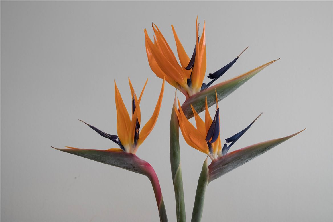 Strelitzia Flowers | Wholesale Flowers Online | Hoek flowers