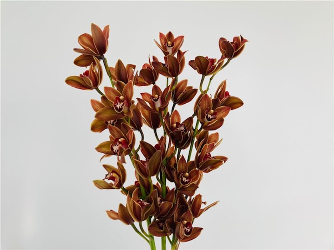 Orchids Wholesale Flowers UK Hoek flowers