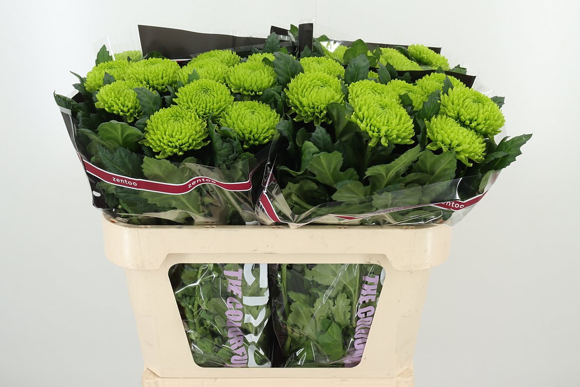 Chrysanthemum flowers Wholesale Flowers Online Hoek flowers