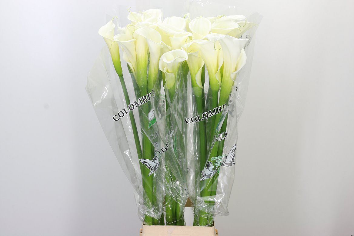 Wholesale Flowers UK Hoek flowers