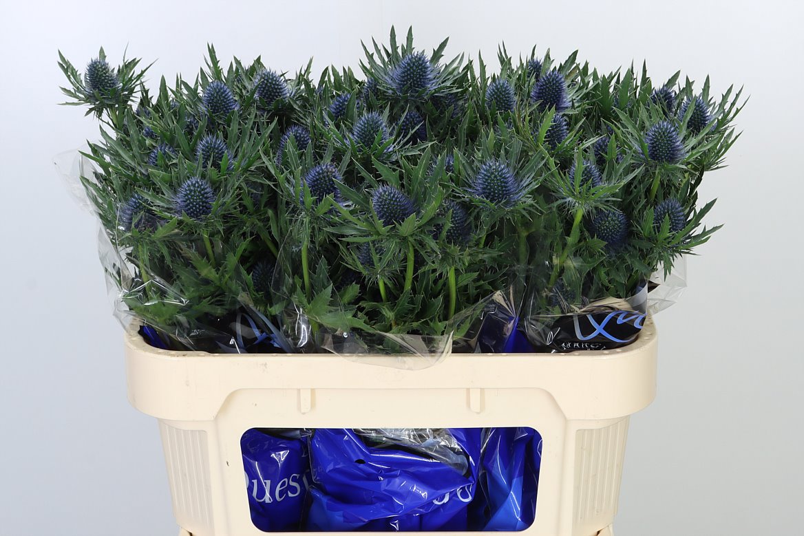 Eryngium | Wholesale Flowers | Hoek flowers