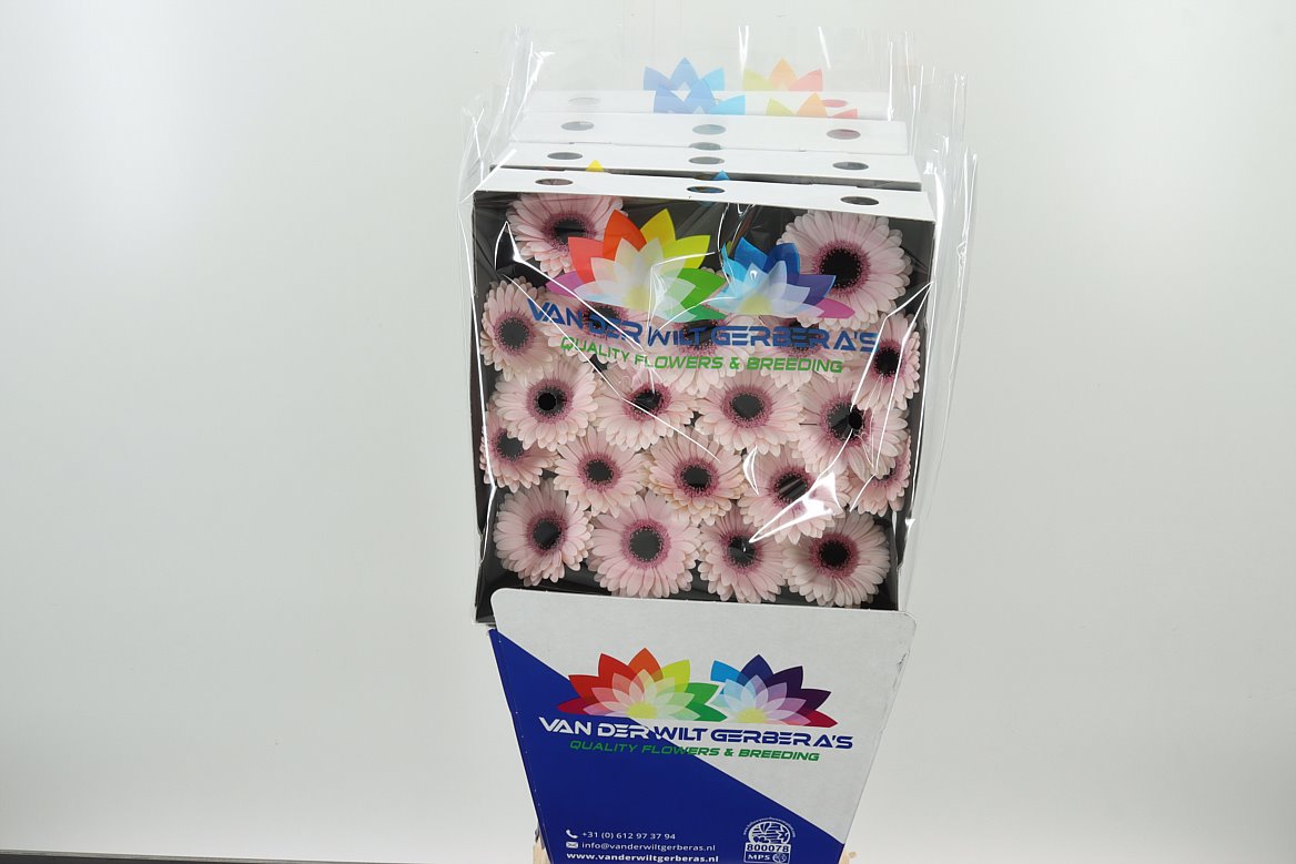 Germini Diamond Wholesale Flowers UK Hoek flowers