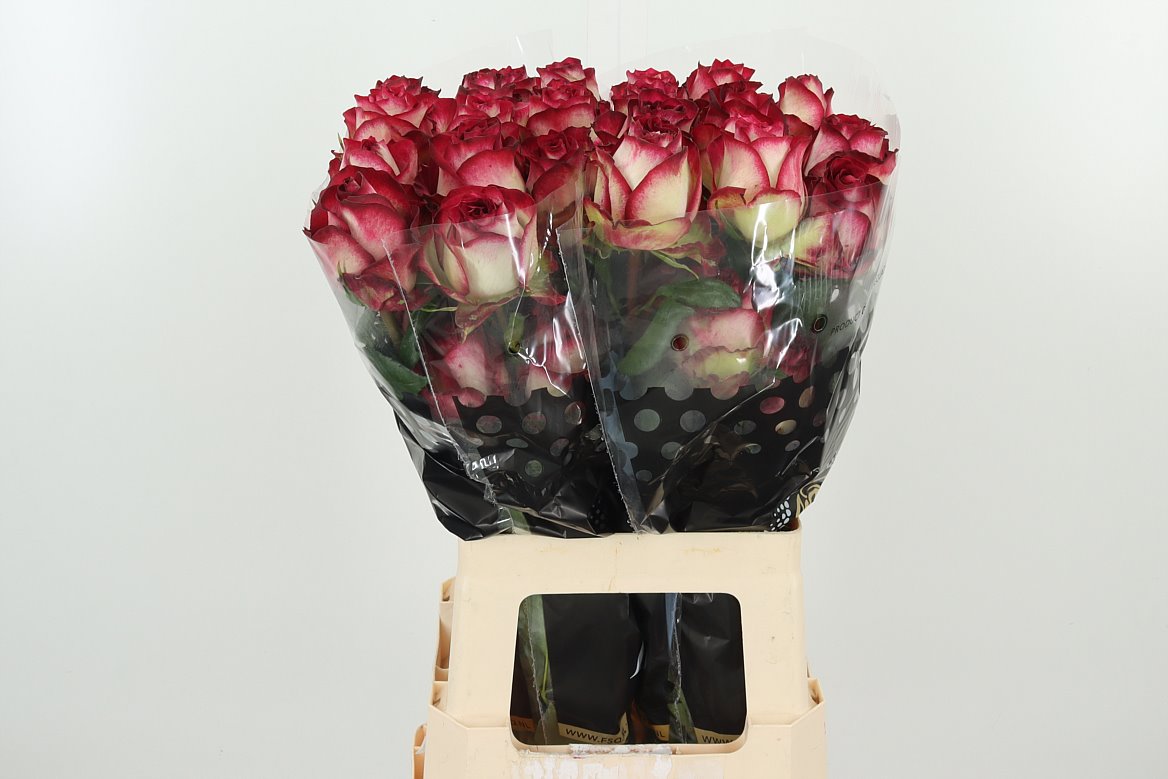 Ecuador Roses Wholesale Flowers UK Hoek flowers