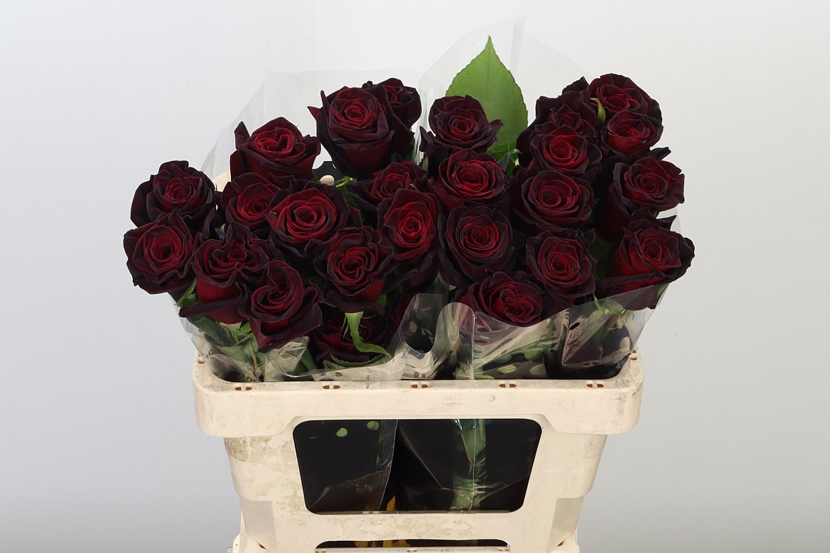 Ecuador Roses | Wholesale Flowers UK | Hoek flowers