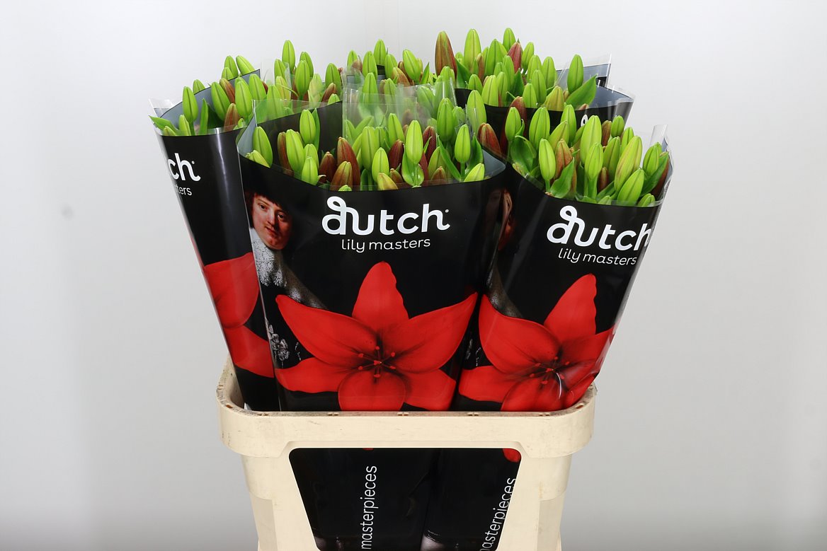 Lilies Wholesale Flowers UK Hoek flowers