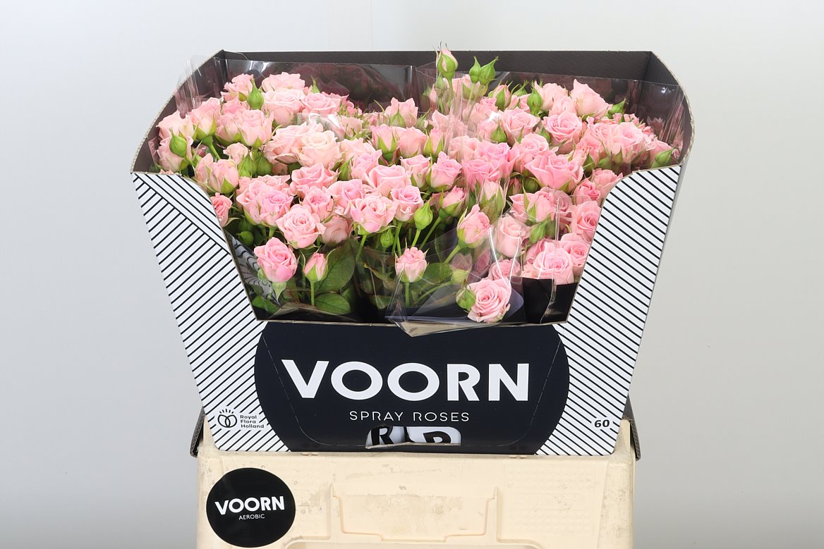 Wholesale Roses Wholesale Flowers UK Hoek flowers