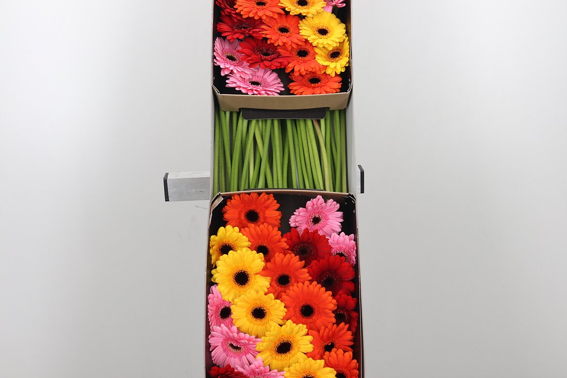 Gerbera Flowers Wholesale Flowers UK Hoek flowers
