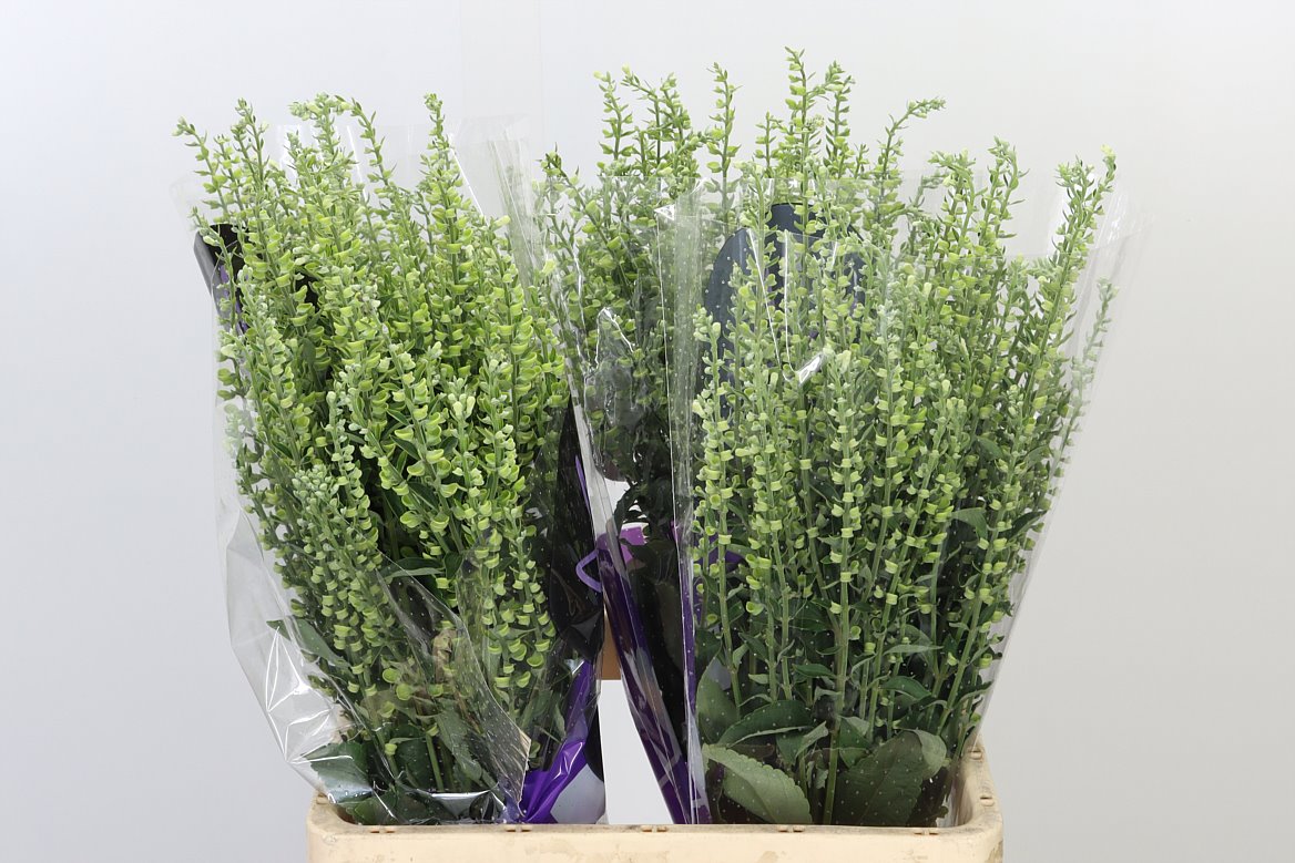 Greenery Wholesale Flowers UK Hoek flowers